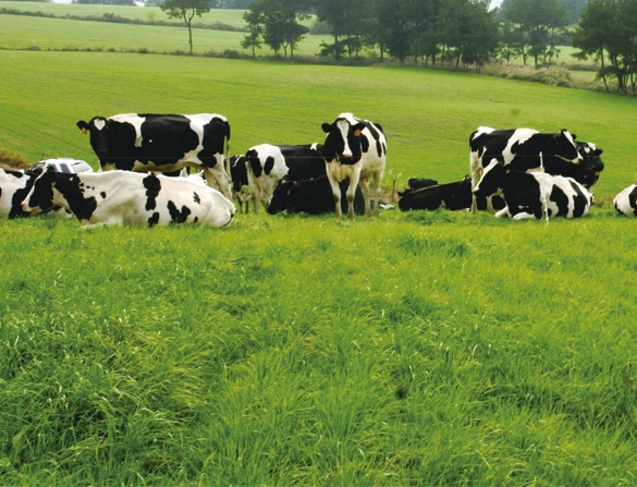 BOB综合体育登录平台网站:草莓西红柿丝瓜樱桃抖音